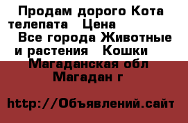  Продам дорого Кота-телепата › Цена ­ 4 500 000 - Все города Животные и растения » Кошки   . Магаданская обл.,Магадан г.